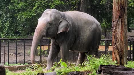 elephant in a rainy day at the zoo