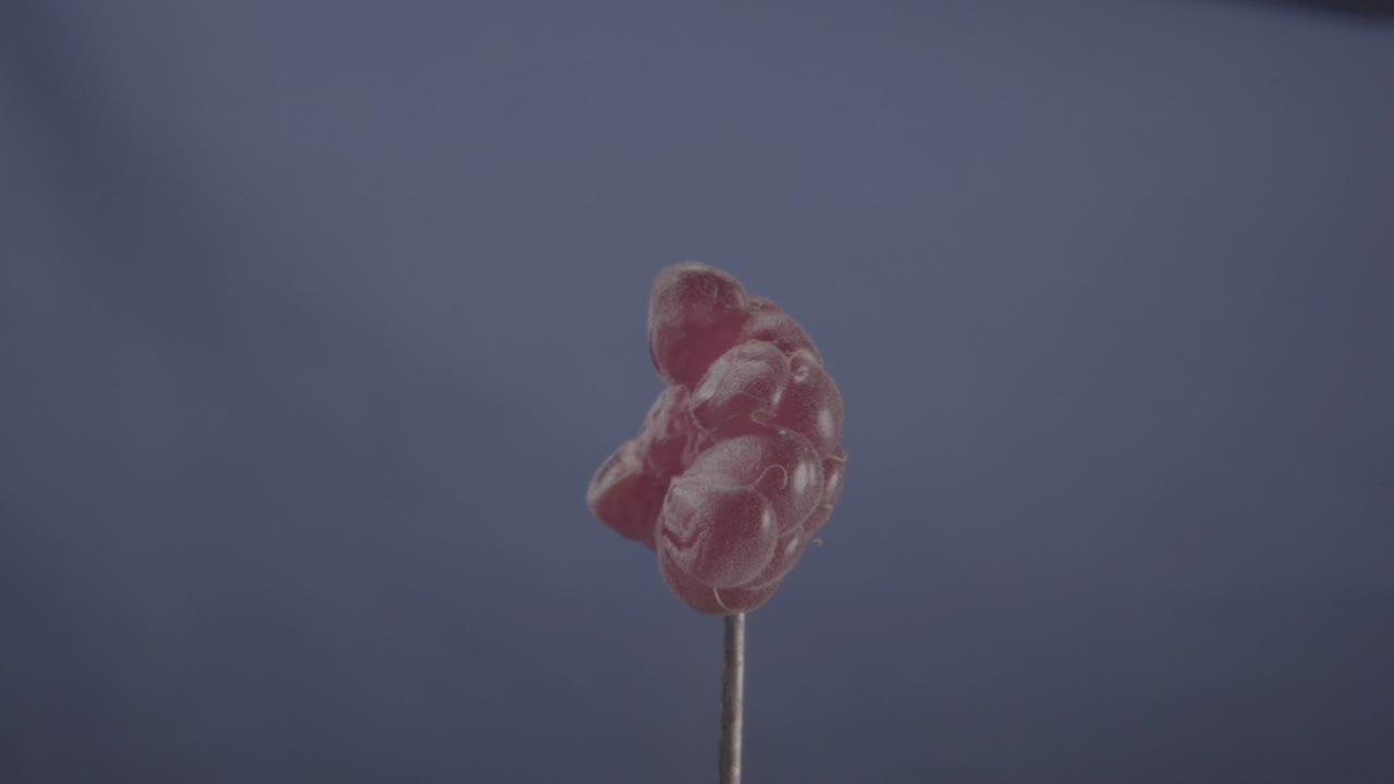 frambuesa girando con bucle en pantalla azul para la llave de croma