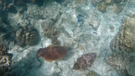 Un-Par-De-Sepias-Grandes-Capturadas-Desde-Arriba-Mientras-Deambulaban-Por-El-Arrecife-De-Coral