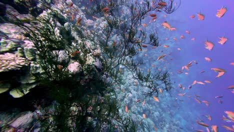 reef fishes swimming under red sea with beautiful corals in dahab, egypt