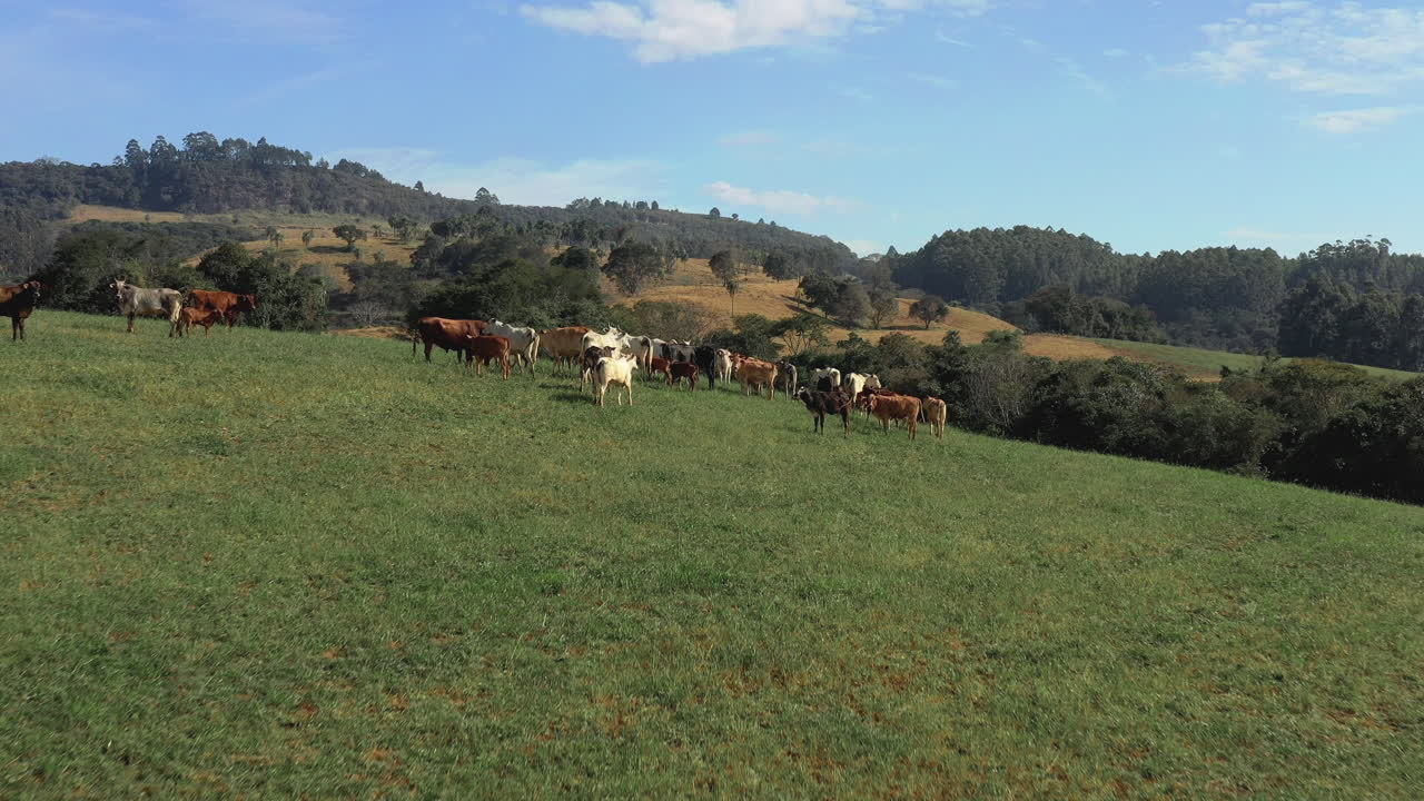 Vista aérea cinematográfica de rebanho de vacas pastando em belo cenário de pasto brasileiro