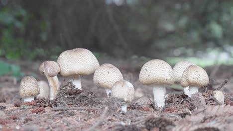 hongos silvestres de gorras y manchas marrones que crecen cerca de un árbol