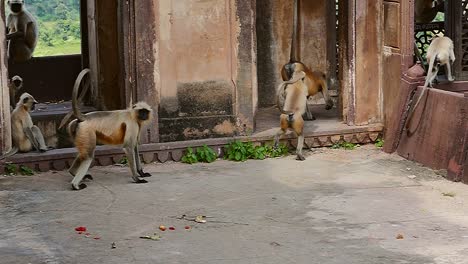 monkeys fight in indian temple