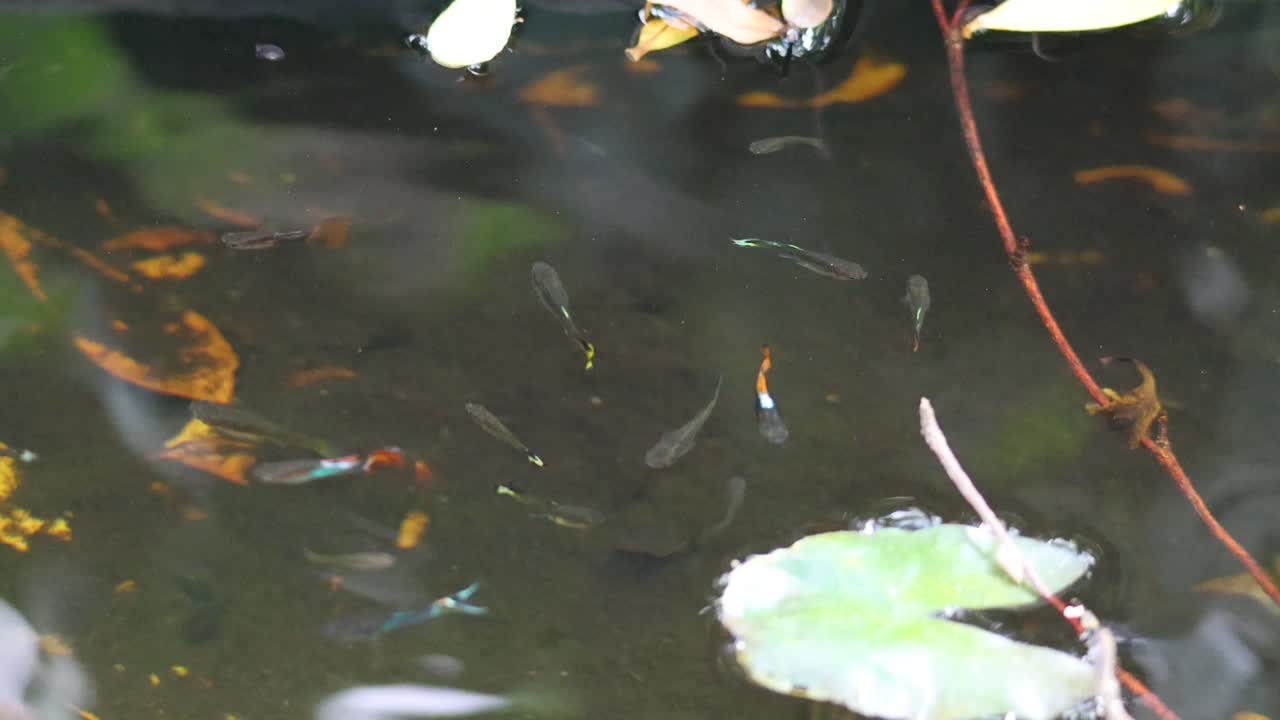 조용 한 연못 의 잎 들 사이 에서 수영 하는 물고기