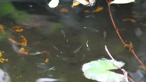 fish swimming among leaves in a tranquil pond