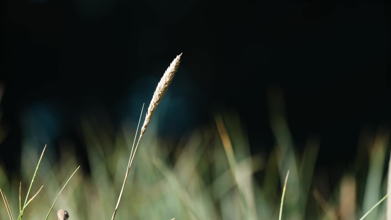 흐릿한 배경 에 있는 건조 한 풀 들