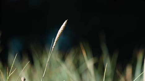 dry ears of grass on the blurry background