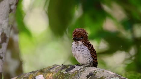 un martín pescador de árboles y una de las aves más hermosas que se encuentran en tailandia dentro de las selvas tropicales