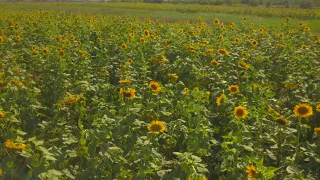 Las-Flores-De-Girasol-Cuidan-Del-Sol