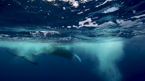 ballena jorobada joven en cámara lenta en aguas claras alrededor de la isla de tahití, pacífico sur, polinesia francesa