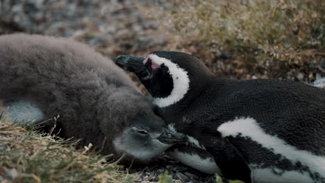 pingüino de magallanes adulto y polluelo en la isla martillo en tierra del fuego, argentina