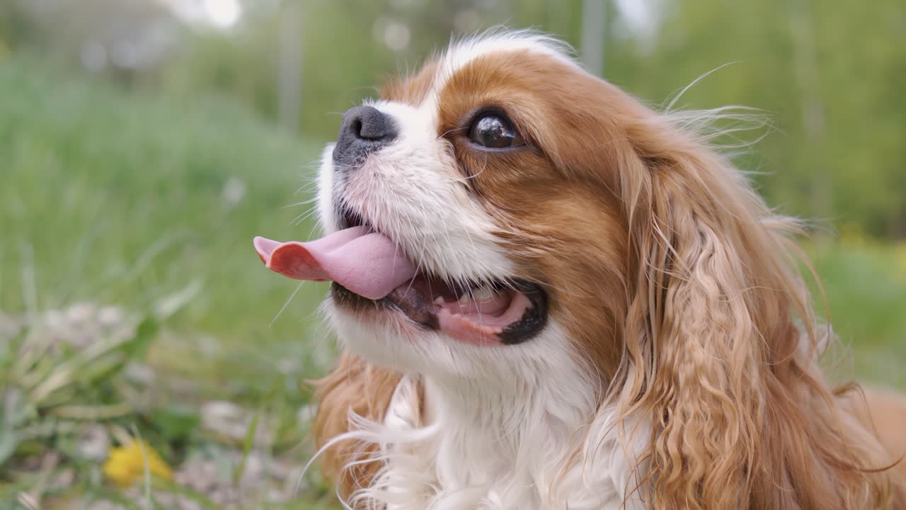 Cavalier King Charles Spaniel. Filmado com câmera superlenta a 1000 fps