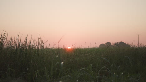 plants sway in the wind at sunrise on rural farmland in missouri.