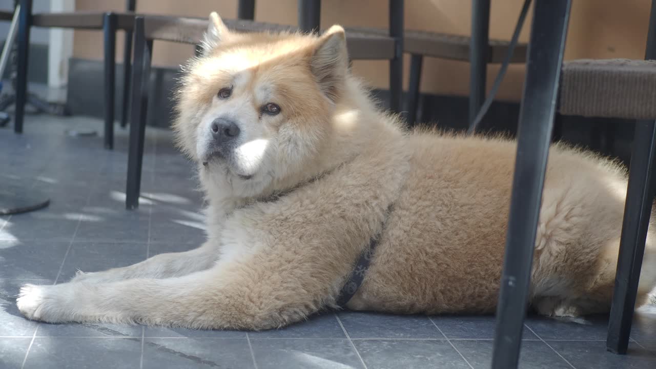 横になっている犬