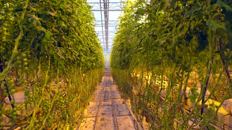 green tomato cultivation in the interior of a greenhouse agribusiness background