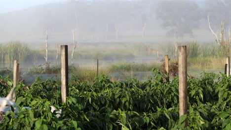 static locked down shot in crop of vegetables against a misty swampland background with beautiful white dog walking past