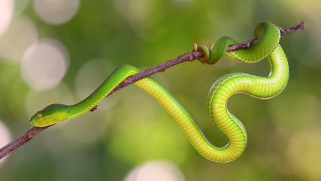 la víbora de labios blancos es una víbora venenosa endémica del sudeste asiático y a menudo se encuentra durante la noche esperando en una rama o rama de un árbol cerca de un cuerpo de agua con muchos alimentos