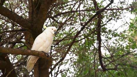 a cockatoo sits on a tree branch