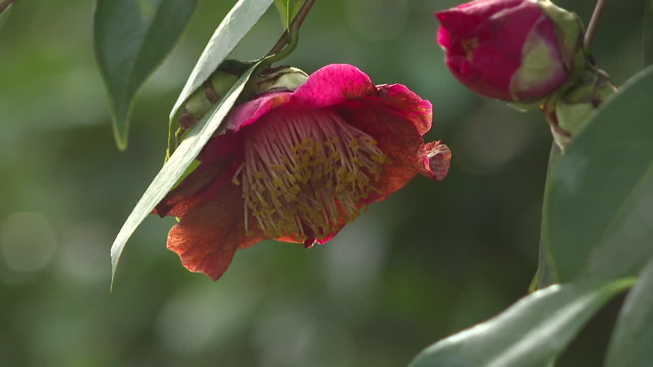 Close-up of a vibrant red camellia flower