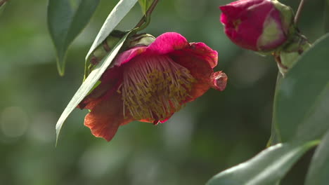 close-up of a vibrant red camellia flower
