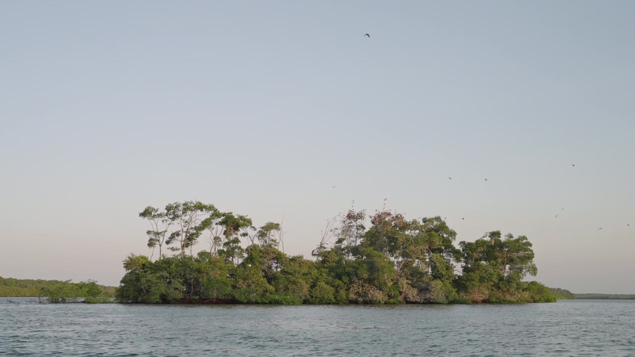 明るい昼間の空の下、穏やかな水に囲まれた低い植生のマングローブの島
