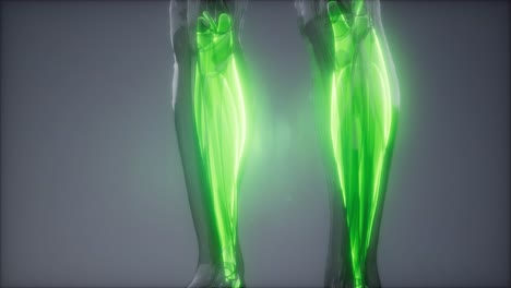 gastrocnemius- 눈에 보이는 근육 해부학 지도