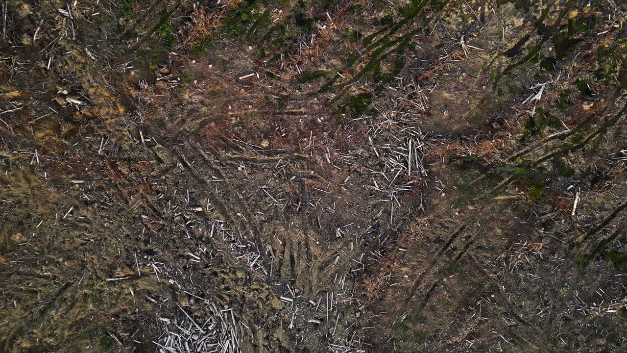 desastre de deforestación en la reserva recreativa de dunsdale