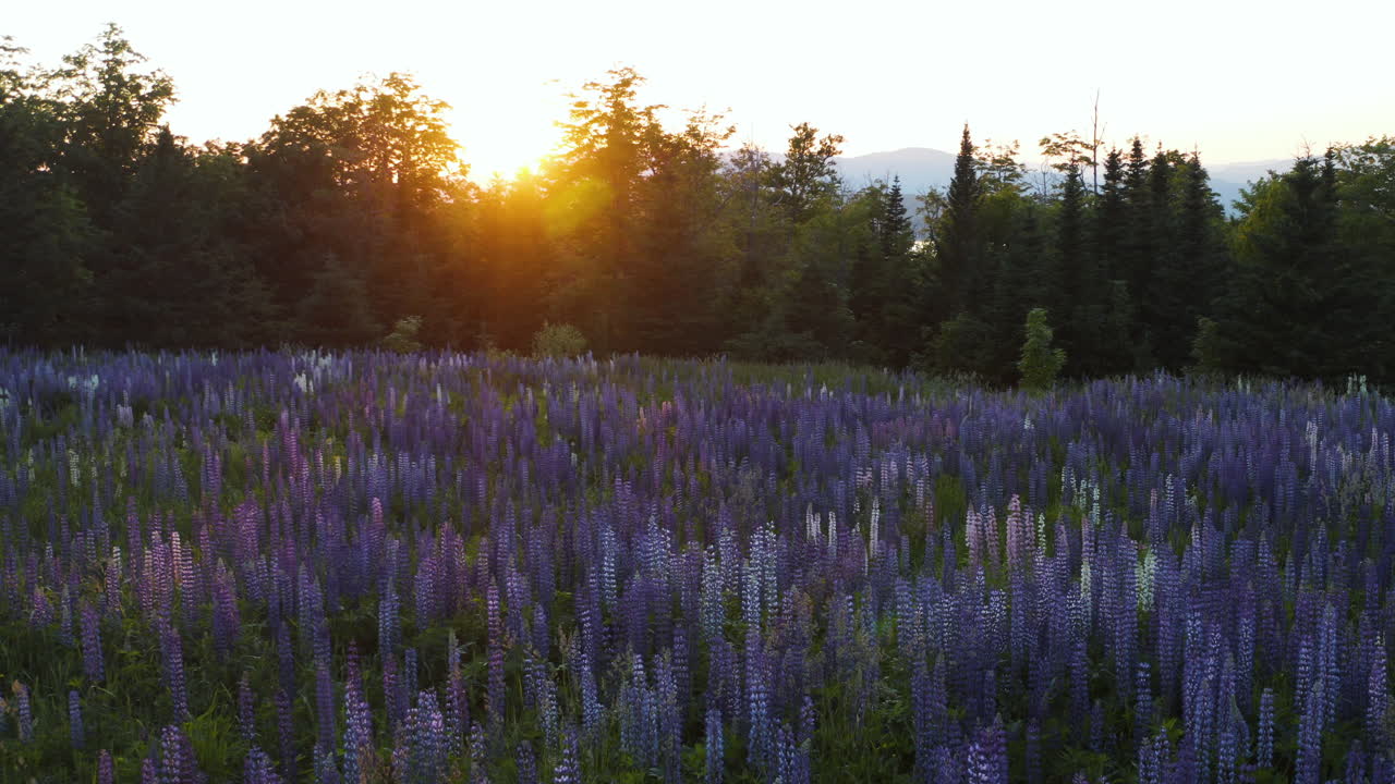 hermosa toma de puesta de sol en movimiento lento de un hermoso campo de flores lupinas, montañas en el fondo, maine, ee.uu.