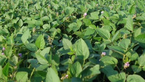 Green Soybean Plant Field Organic Farming Agriculture Lifestyle Plantation Business Farm Concept Green Soybean Plant Field Organic Farming Agriculture Lifestyle Plantation Business Farm Concept Plantation of Leguminous Plants