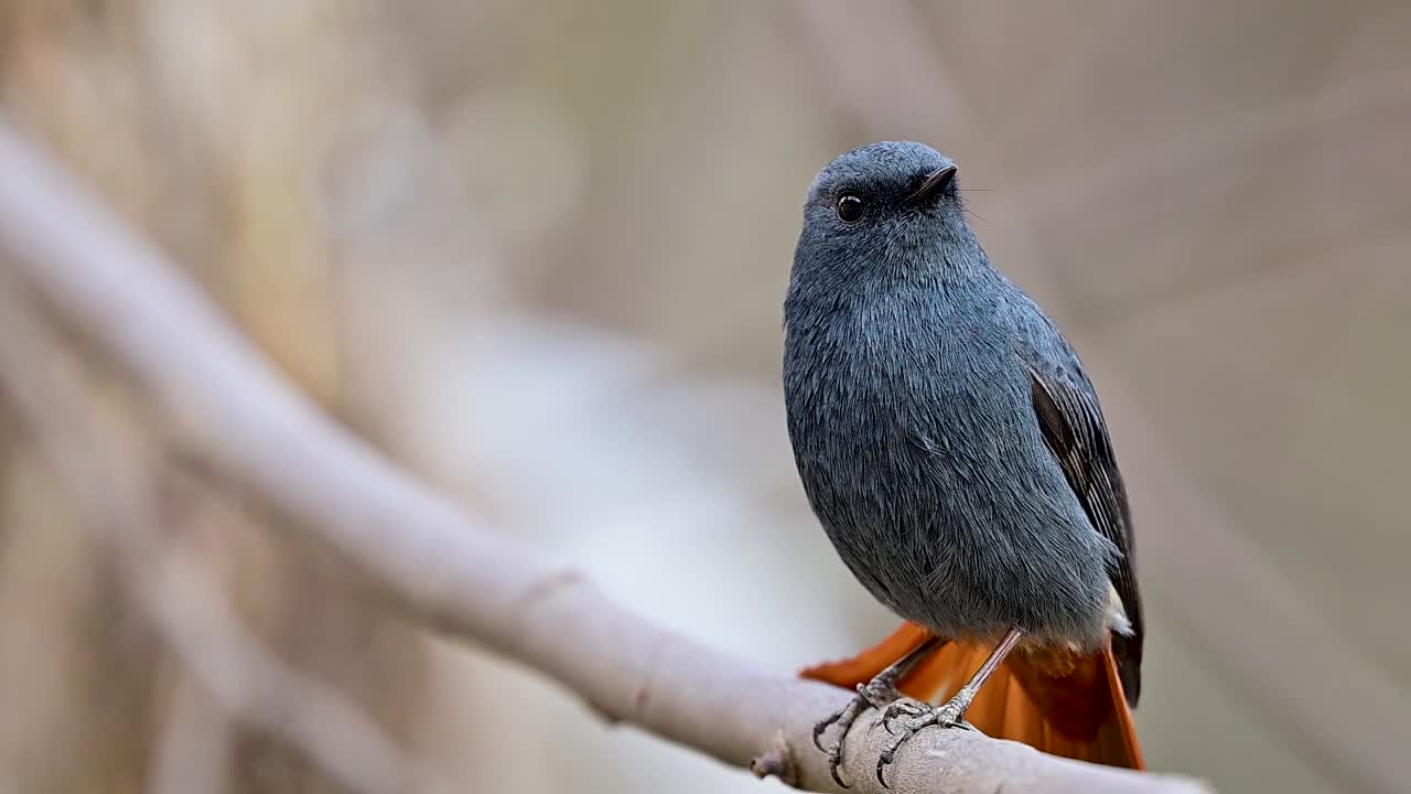 Una vista cinematografica di questo pigliamosche attivo, che documenta la sua sequenza di canto territoriale durante la stagione riproduttiva nelle Murree Hills