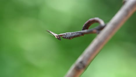 Eine-Nähere-Aufnahme-Dieses-Individuums,-Das-Plötzlich-Seinen-Körper-Schüttelt-Und-Dann-Aus-Dem-Rahmen-Zu-Sinken-Beginnt