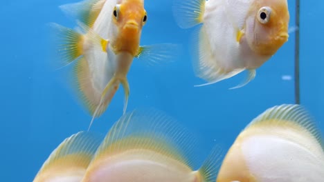 small group of fish