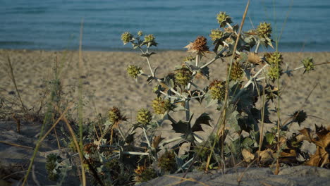 mar acebo planta verde y amarilla, eryngium maritimum, creciendo en las dunas de la playa