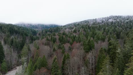 Jib-Shot-Over-Snowy-Green-Forest-In-Bucegi-Mountains,-Romania