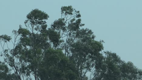 Grandes-árboles-De-Goma-En-Tormenta-Fuerte-Viento-Y-Lluvia-Australia-Victoria-Gippsland-Maffra-Relámpago