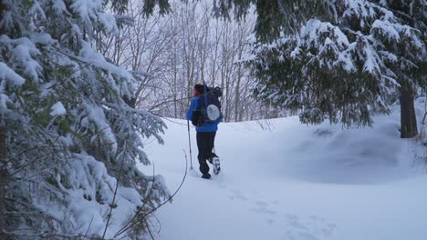 lone hiker with heavy backpack and ski poles walking into mountain forest through deep snow disappears behind pine tree covered by new snowfall