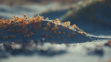 a close-up shot of the sandy beach covered with dry seaweed and colorful miniature plants