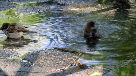 two small birds wash themselves in a puddle on the sidewalk in new york city in the springtime