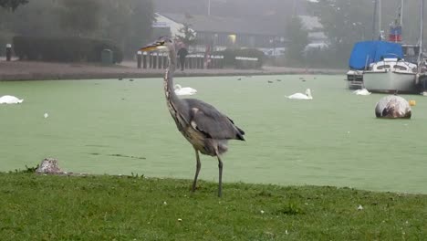 common grey heron bird takes poop on misty green river canal grass