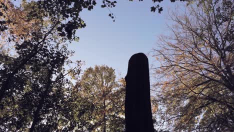 lone tree stump in open area surrounded by tall forest trees