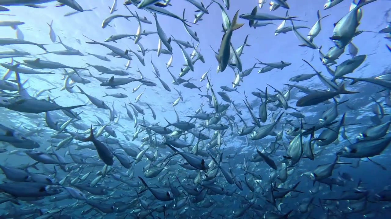 4K saktefilmopptak av en tett stim med storøyet hestemakrell (Caranx sexfasciatus) som svømmer nær havoverflaten ved Socorro-øya, Revillagigedo, Mexico.