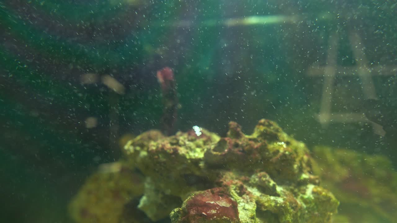 esporas portátiles o partículas marinas que salen de un arrecife en un tanque de peces