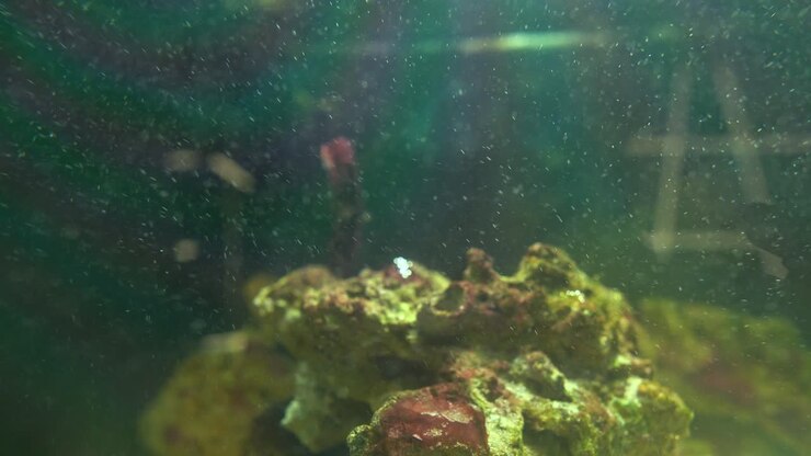 Sporen of mariene deeltjes die uit een rif in een aquarium komen