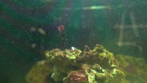 esporas portátiles o partículas marinas que salen de un arrecife en un tanque de peces