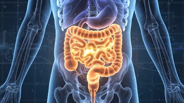 Full digital human figure showing digestive organs highlighted in abdomen
