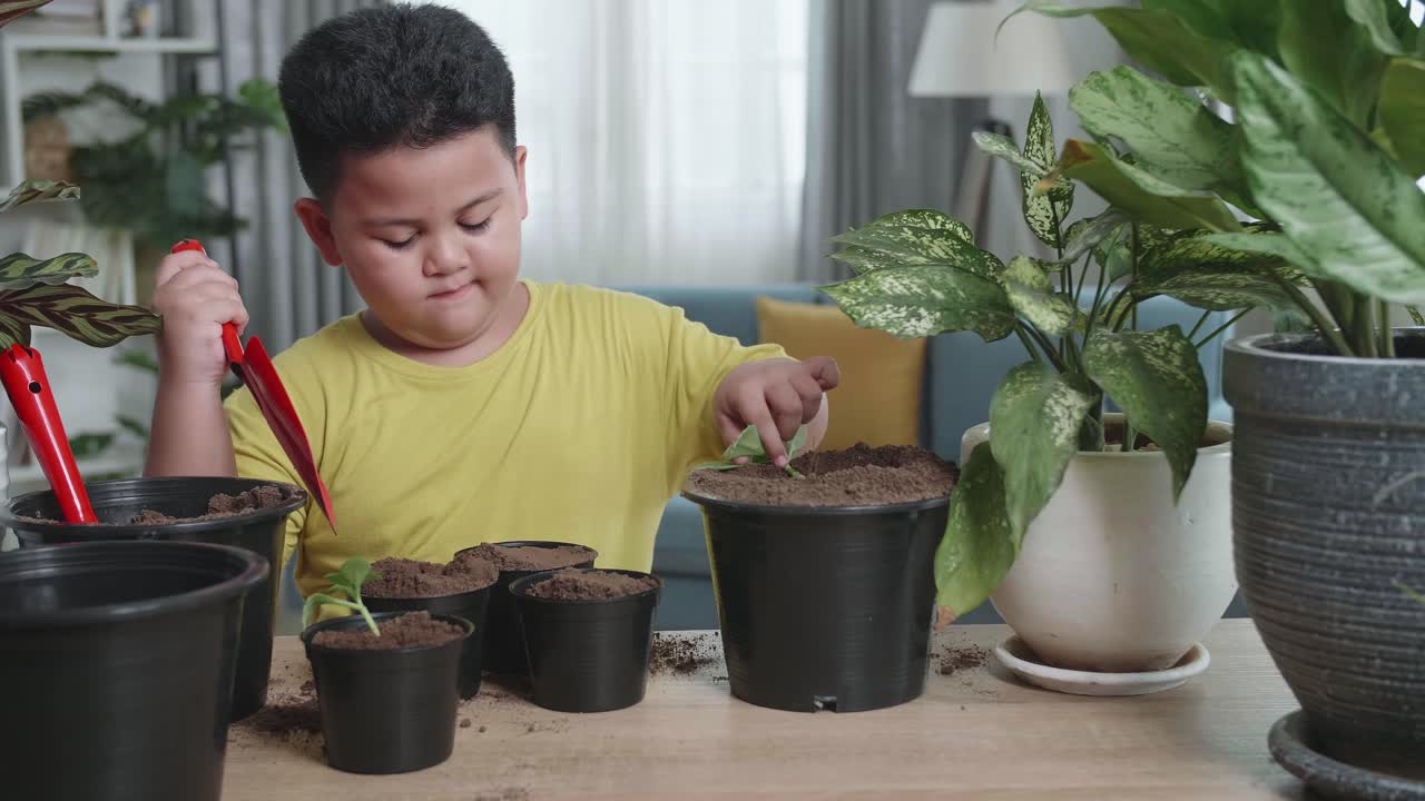 Asian Little Boy Transplanting Plant At Home