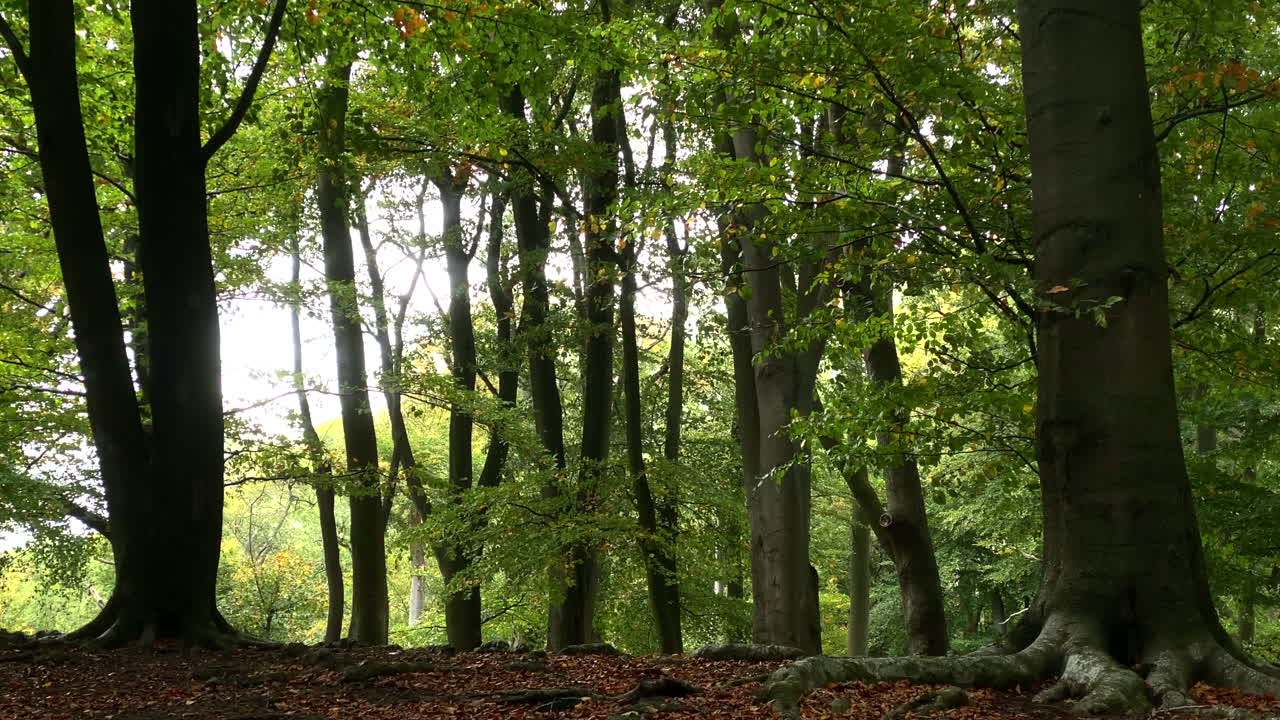 exuberantes hojas verdes en árboles altos al comienzo del otoño en un bosque inglés