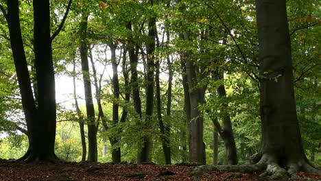 Lush-green-leaves-on-tall-trees-at-the-start-of-autumn-in-an-English-forest