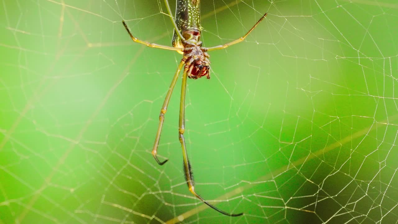 Golden silk orb-weaver spider in its web, rainforest, Peru, vibrant and tranquil