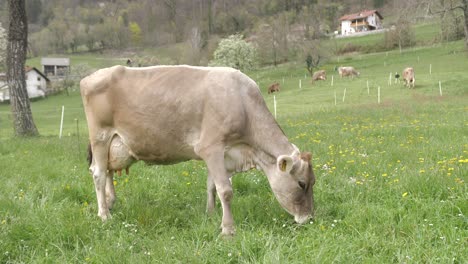 brown cow looking at camera, standing and grazing in pasture on spring day, static